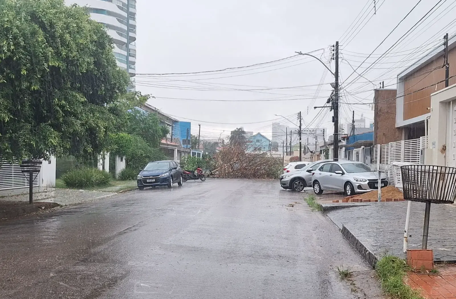Período chuvoso aumenta alerta para risco de queda de árvores na capital