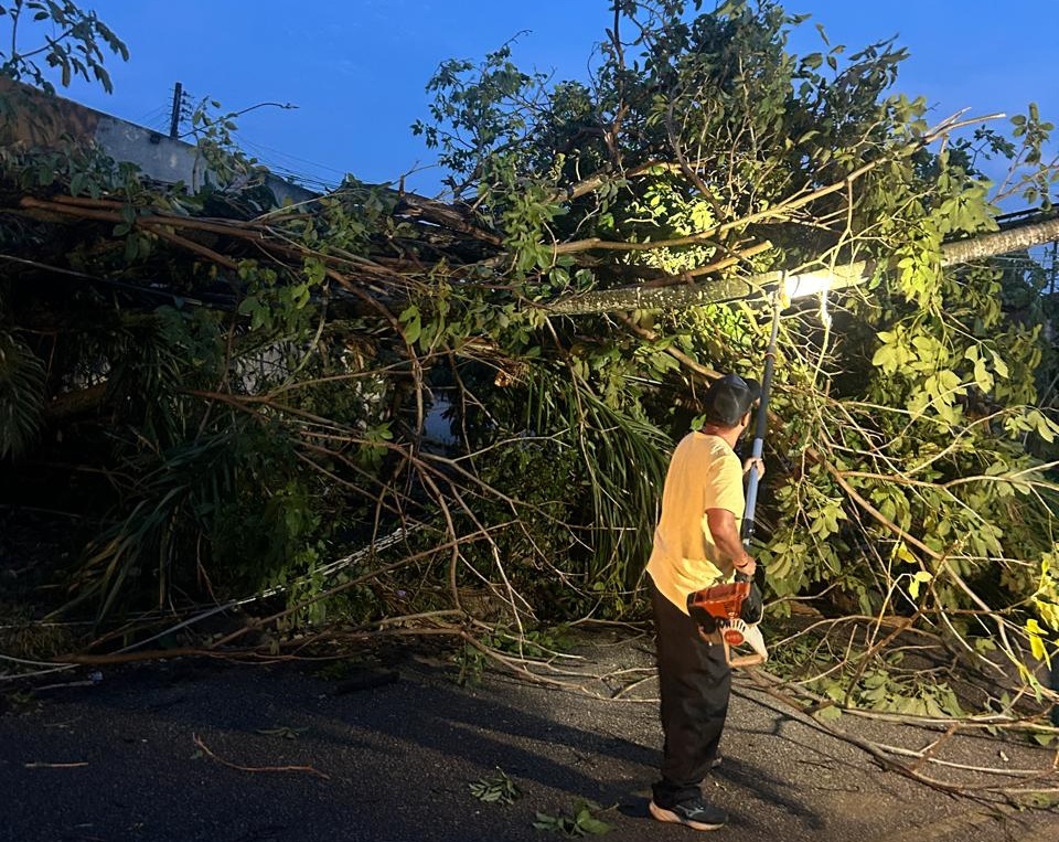 Equipes removem árvores caídas e desobstruem vias em parceria com outros órgãos, garantindo segurança e fluidez no trânsito
