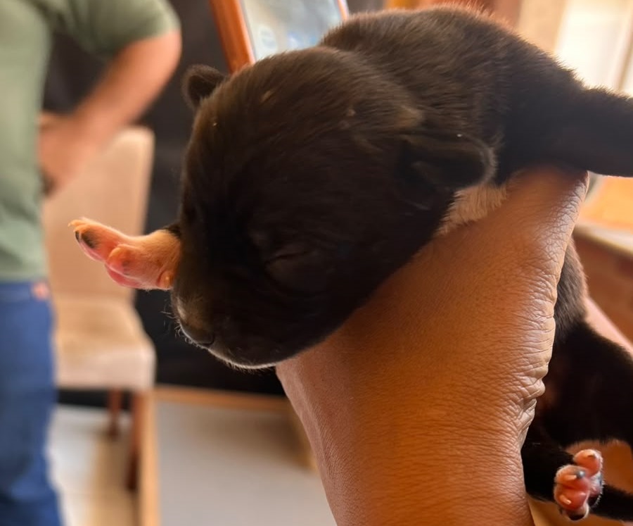 Pequenos e vulneráveis, seis filhotes precisam de cuidados especiais após serem abandonados. A Sema reforça o alerta contra os maus-tratos aos animais