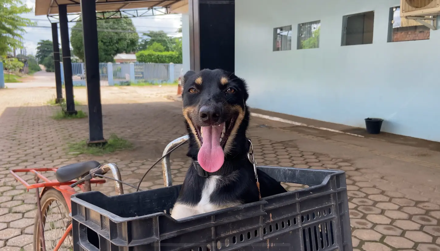 PROTEÇÃO ANIMAL - Cadela e filhotes são resgatados e Prefeitura reforça atendimento veterinário