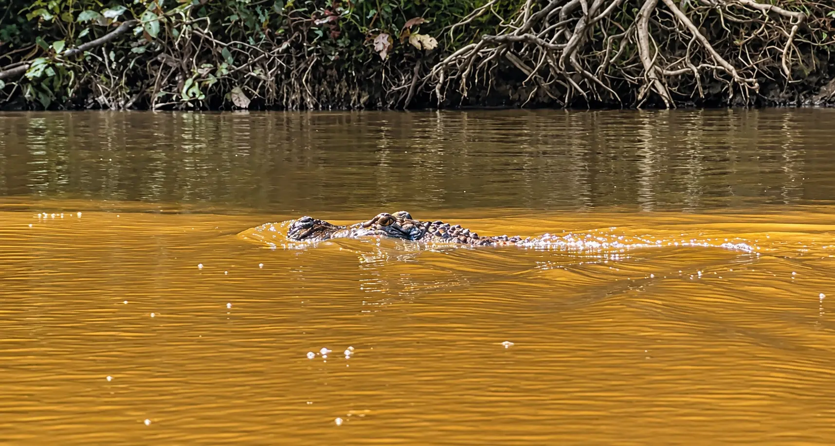 VALORIZAÇÃO - Carne de jacaré do Cuniã avança rumo à Indicação Geográfica e ganha força como produto amazônico