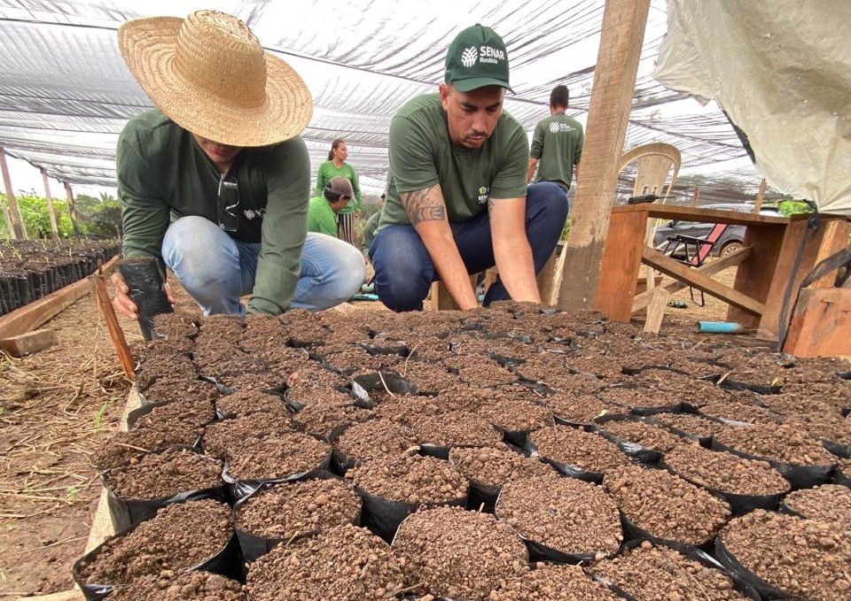 AGRICULTURA - Produ&ccedil;&atilde;o de mudas &eacute; fortalecida no Projeto Fomenta Cacau