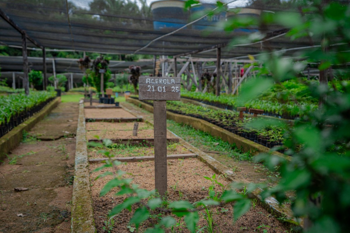Acerola está entre as espécies frutíferas mais procuradas e distribuídas