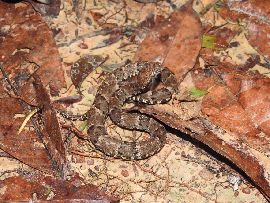 Acidente com animal peçonhento acontecer na zona urbana ou periurbana, o atendimento deve ser feito no Cemetron