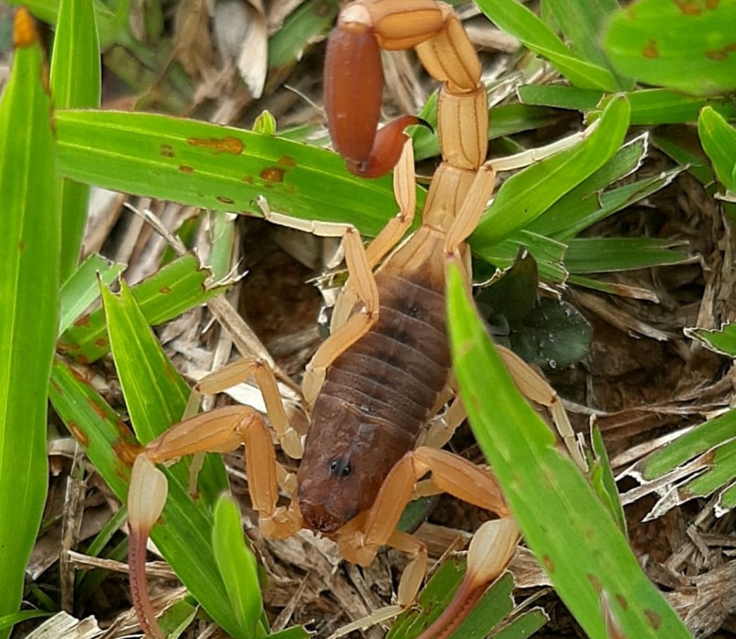 Áreas inundadas favorecem o aparecimento escorpiões