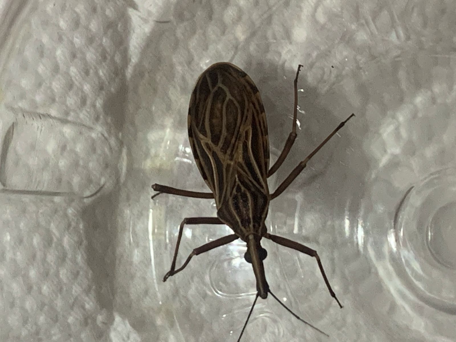 Entre 2019 e 2024, foram notificados 111 casos suspeitos da forma aguda da doença de Chagas na capital