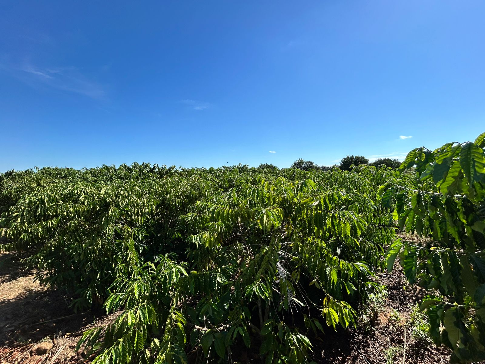 São aproximadamente 3.600 hectares de área plantada no município