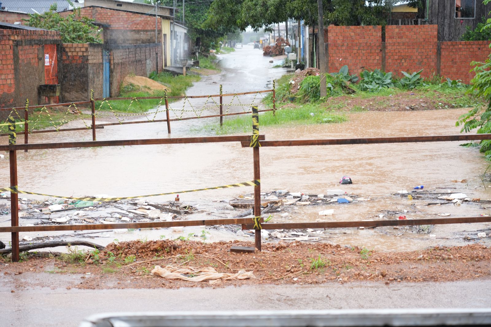 Durante as enchentes, animais saem em busca de abrigo