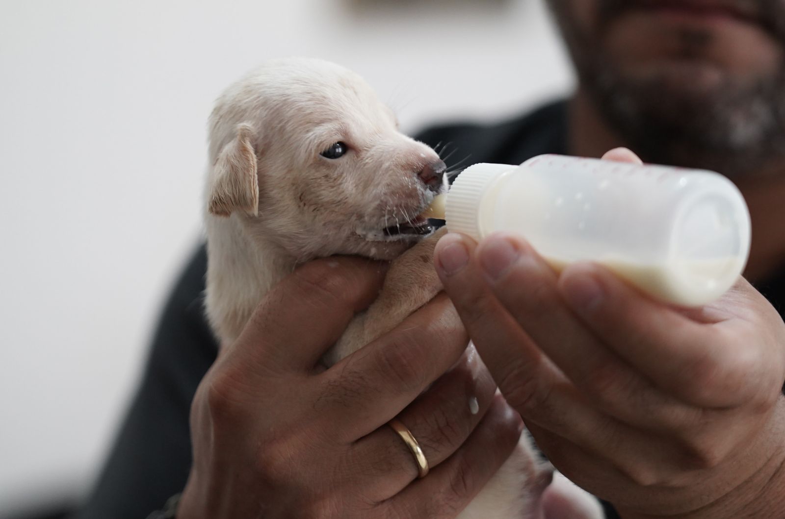 Quando alguém adota, um animal ganha uma segunda chance e a cidade, mais consciência