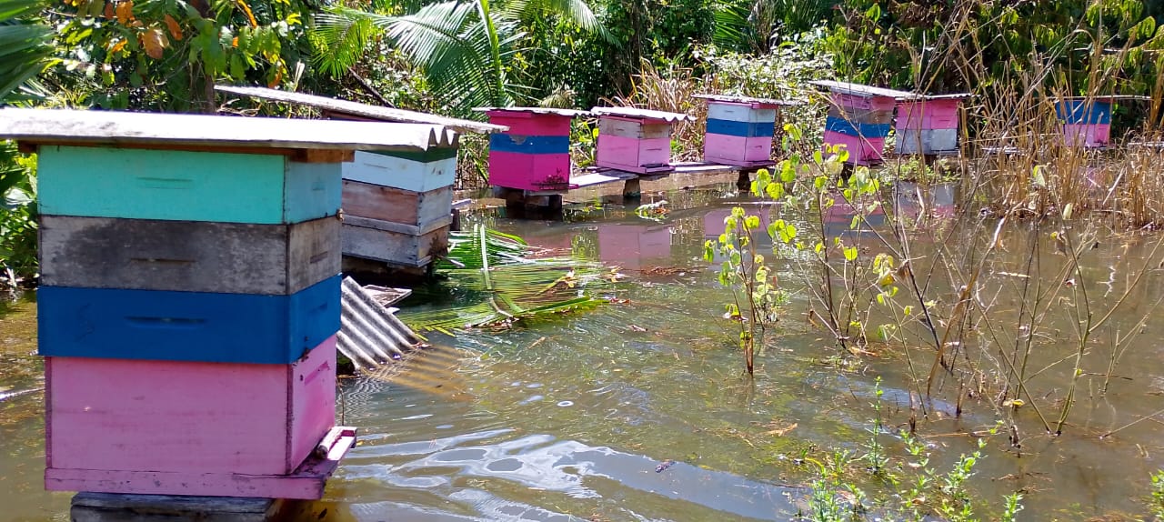 Colmeias estavam a menos de 5 centímetros da água