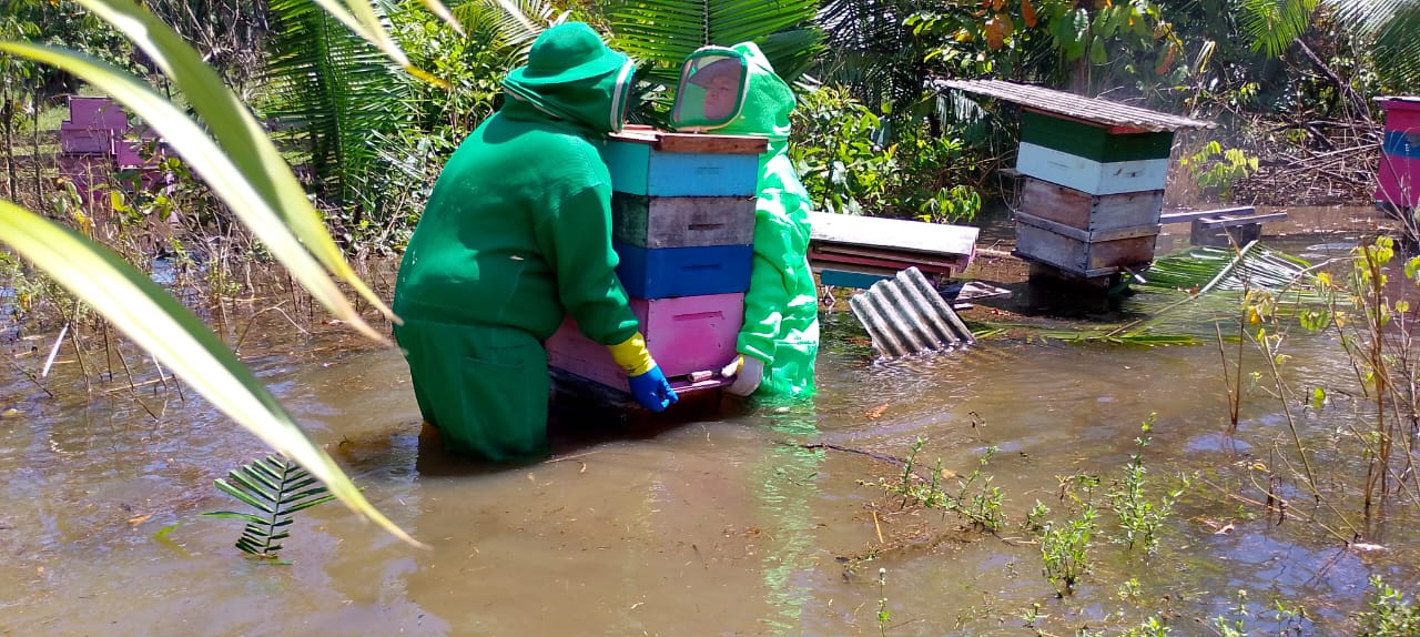 Ação foi realizada após um pedido de socorro feito por apicultores da região