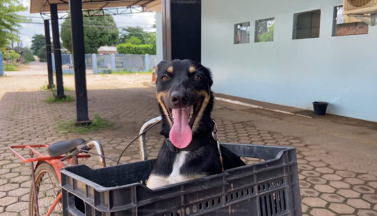 Campanha visa imunizar cães e gatos a partir de três meses de idade e saudáveis