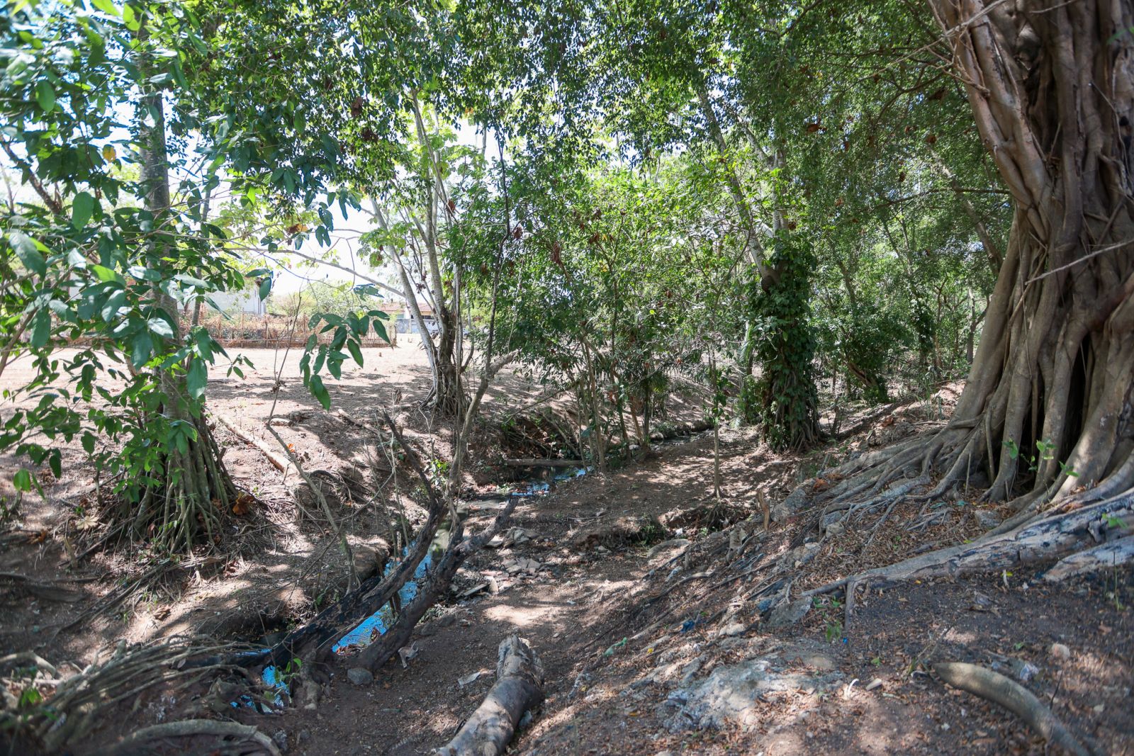 Na APP está uma das nascentes que abastecem o canal dos Tanques