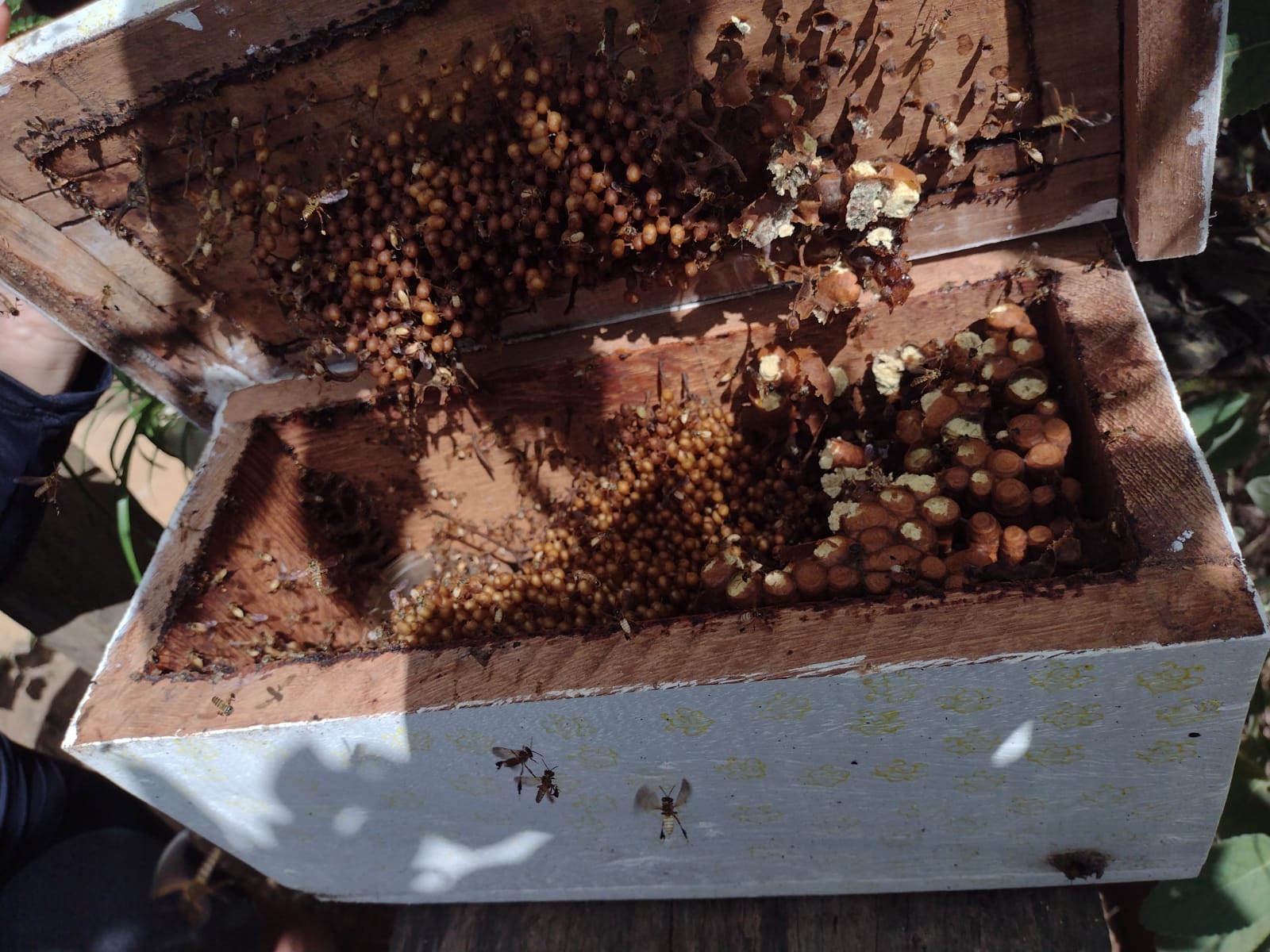 Durante a atividade, será realizado o manejo de algumas espécies de abelhas com a transferência para caixas de uso racional