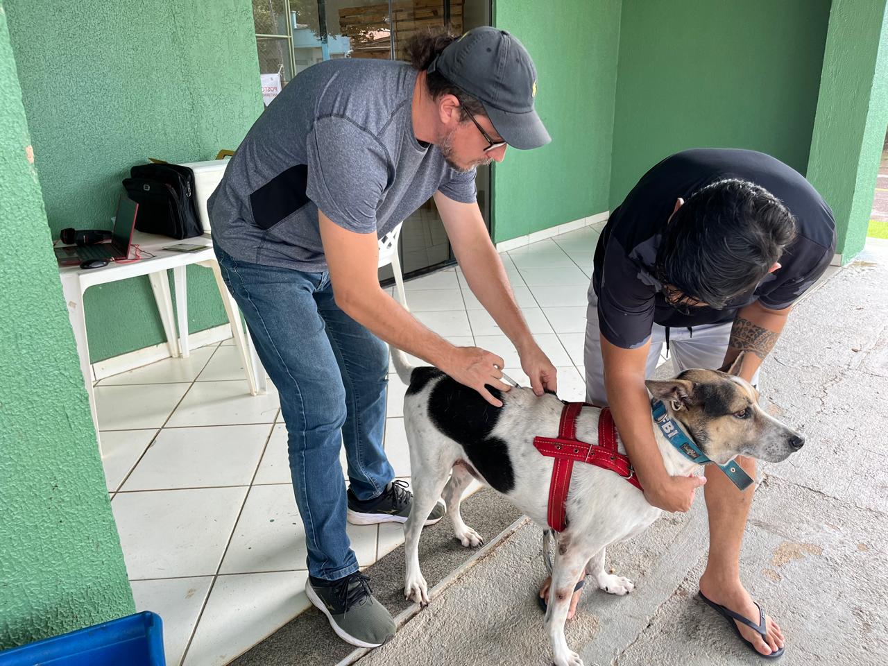 Cães e gatos devem ser vacinados anualmente para garantir a proteção contra a doença e evitar a transmissão para humanos