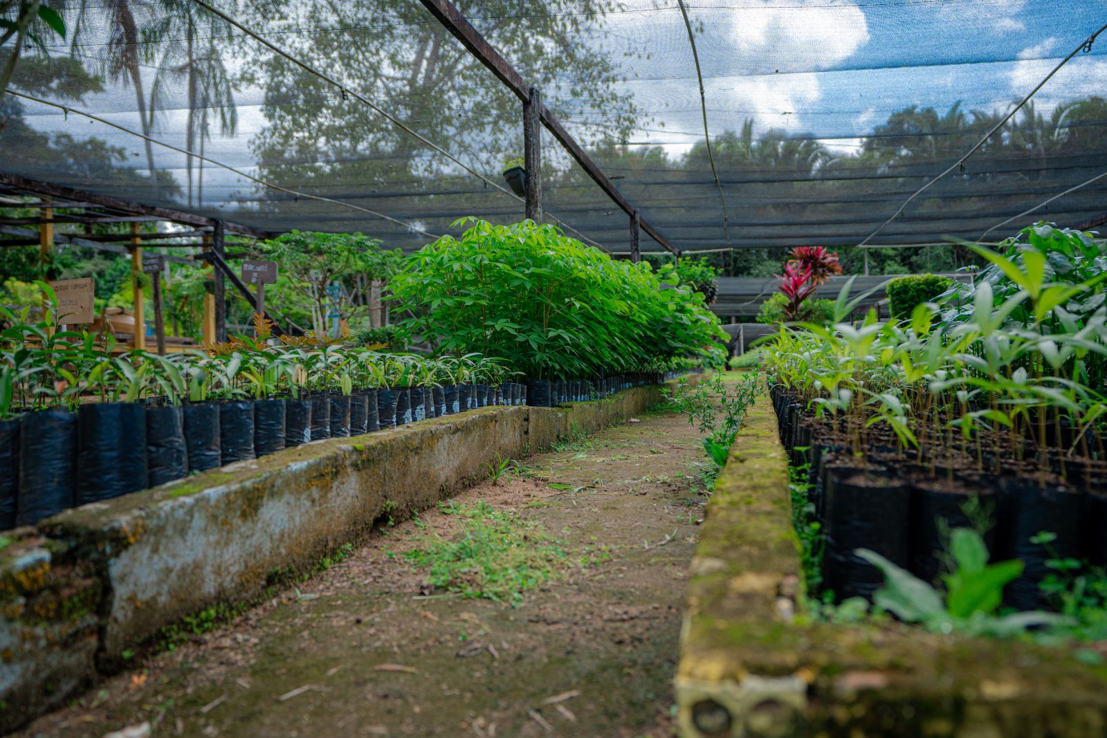 Neste ano, mais de 32 mil mudas de árvores nativas e frutíferas foram distribuídas gratuitamente
