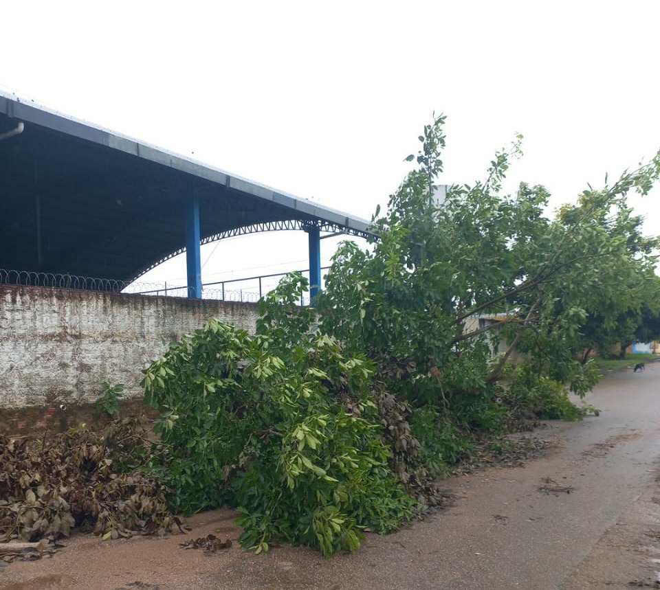 Prefeitura reforça a importância de que moradores relatem situações de risco relacionadas a árvores