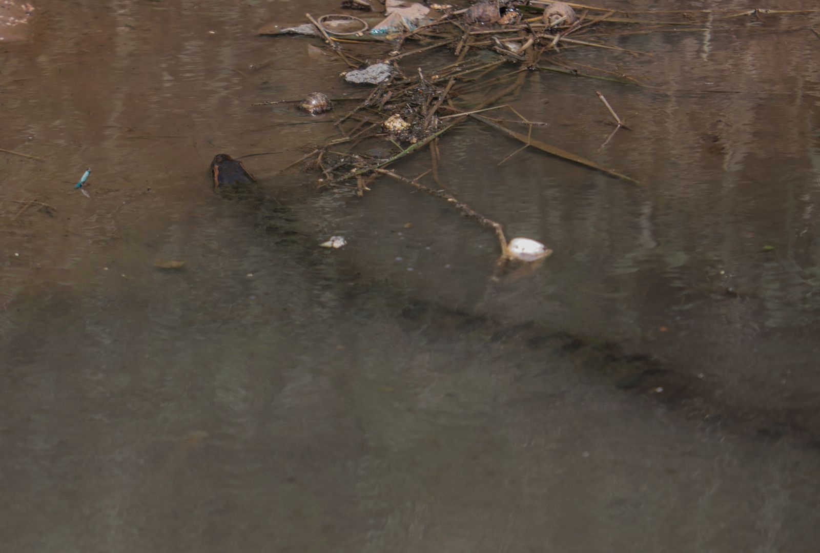 Risco de acidentes com animais peçonhentos também são potencializados com a elevação do nível do rio