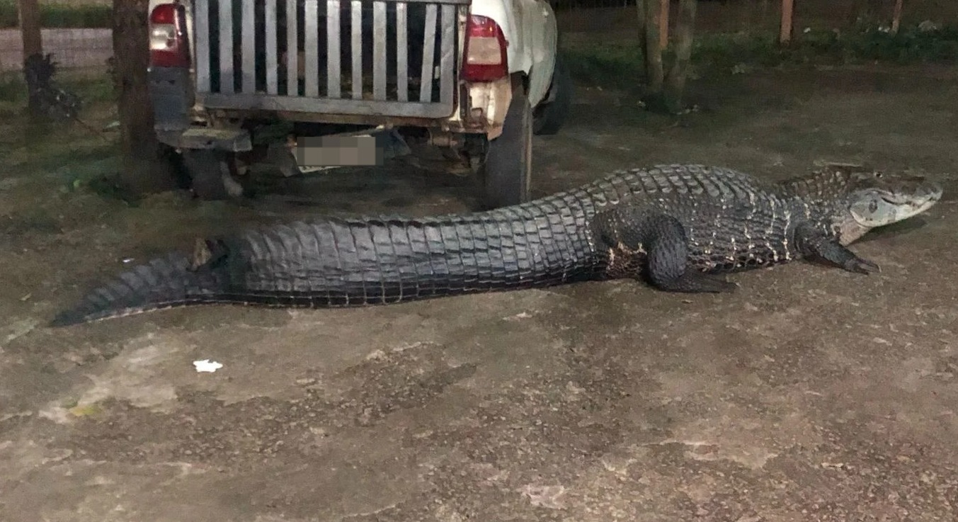 População deve ligar imediatamente para o Corpo de Bombeiros, caso se depare com algum animal desse porte