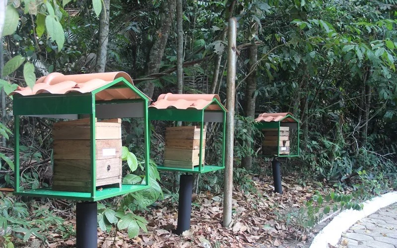 Oficina visa integrar criadores, promover o manejo sustentável de colmeias 