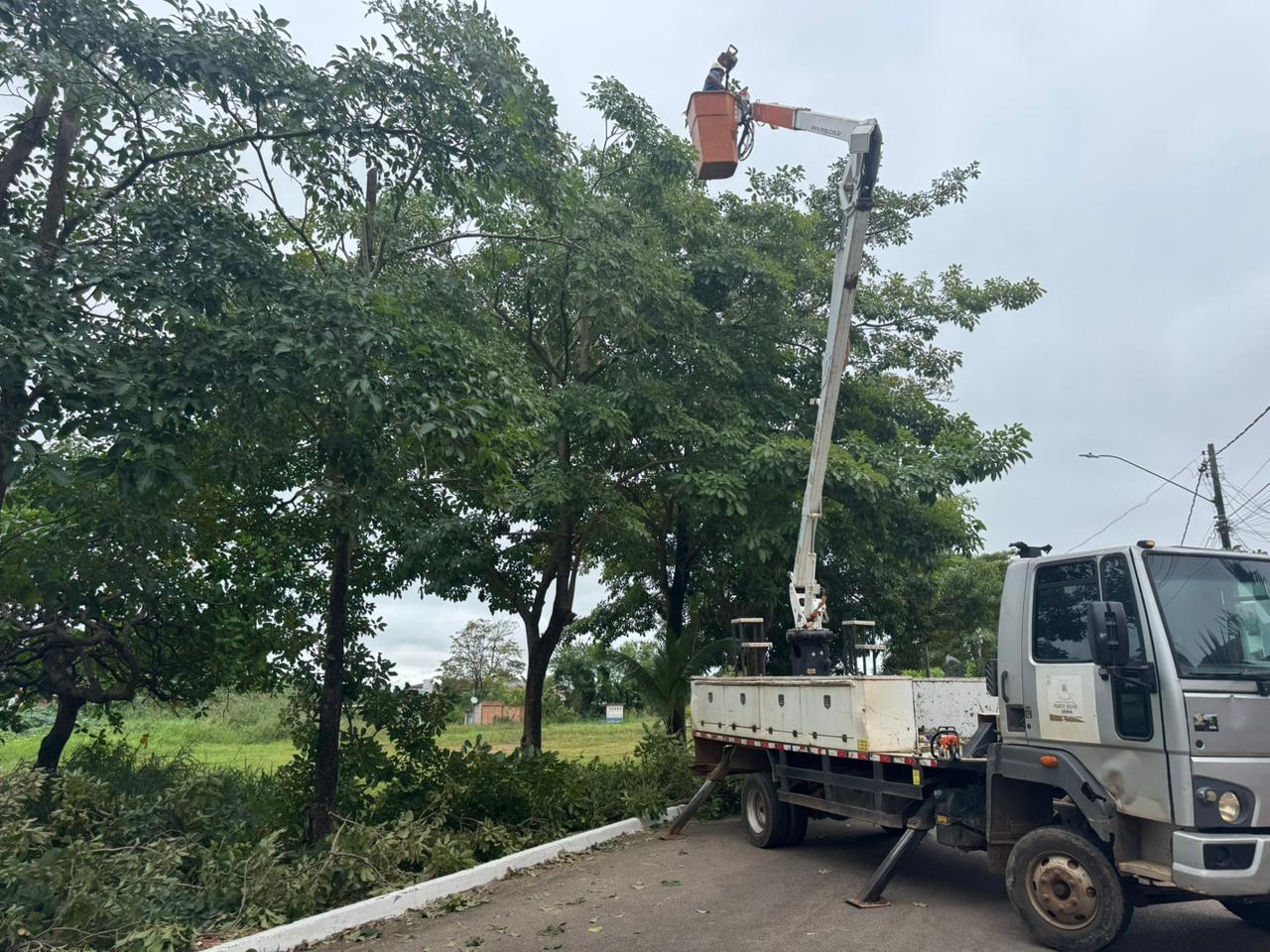 Poda preventiva é uma medida essencial para evitar acidentes causados pela queda de galhos