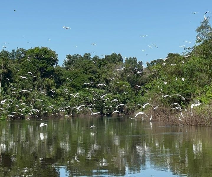 Revoada de garças está entre os atrativos, segundo dados do ICMBio