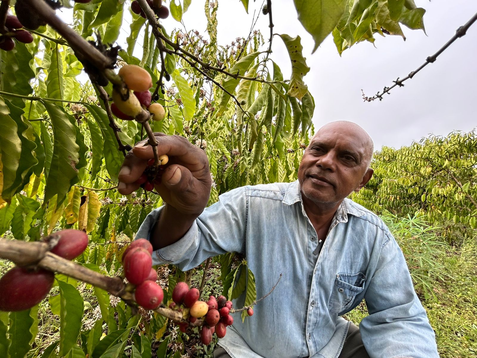Agricultor Henrique cultiva 12 mil pés de café clonal em uma área de 4 hectares